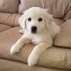 We are a very small family breeder of only the finest of goldens. 1