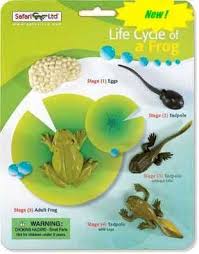 Frog Toy Life Cycle Miniature Replica Lifecycle Of A Frog Business For Kids Life Cycles