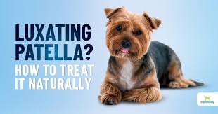 When muscles waste away, dogs have more trouble supporting themselves. Luxating Patella In Dogs Is Surgery Really Necessary Dogs Naturally