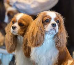 Some people say that the best colors of cavaliers are these four coat patterns: Information On Cavalier King Charles Spaniel Puppies For Sale In Nevada