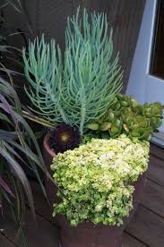 Plant an inch deep in new soil, preferably a sand/peat mix. Deep Roots Garden Design Blog Garden Design Cactus And Succulents Garden