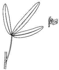 Image result for Crotalaria lanceolata