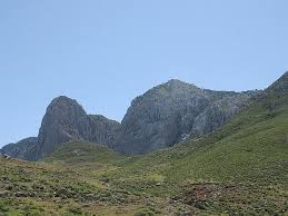 Image result for Craterostigma pumilum