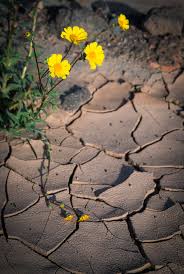 Maybe you would like to learn more about one of these? Super Bloom At Death Valley National Park Travel Caffeine