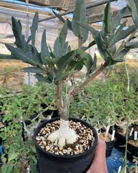 Image result for Adenia repanda