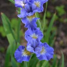 Photo of the entire plant of Siberian Iris (Iris 'Jolly Young Man') posted  by coboro