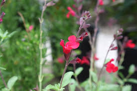 We did not find results for: Going Native Our Top 10 Native Plants For Houston