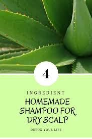 Homemade Shanpoo For Dry Scalp With Aloe Vera Recipe Shampoo For Dry Scalp Dry Scalp Homemade Shampoo