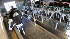 Resultado de imagen para nueva microempresa ganadera ganaderia