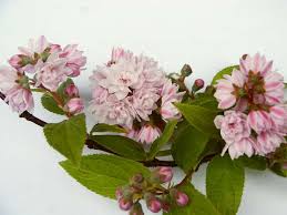 Image result for Deutzia hybrida Pink Pompon