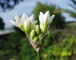 Image result for Nothoscordum borbonicum