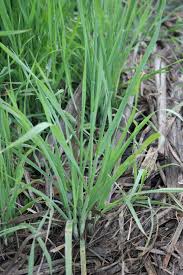 Image result for Bromus catharticus
