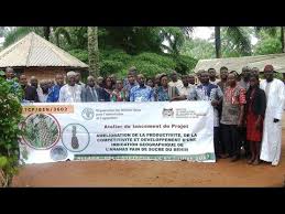 Un Projet De La Fao Pour Ameliorer L Ananas Pain De Sucre Au Benin Youtube