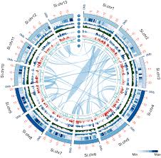 Image result for Sesamum calycinum