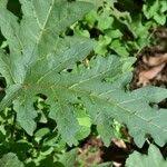 Image result for Solanum richardii