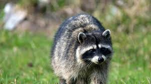 Raccoons are large animals that move very quickly. Florida Police Catch Raccoon Inside High School Vending Machine