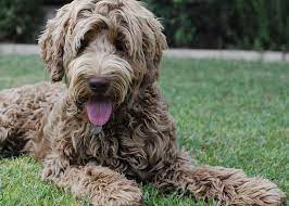 Arizona Breeder Of Australian Labradoodles 19 30lbs Carmel Wavy Fleece Named Maple Maybe The Best Looking Labradoodle Dogs Labradoodle Australian Labradoodle