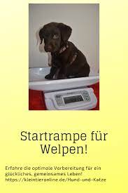startrampe fur welpen welpen hund und katze halte durch