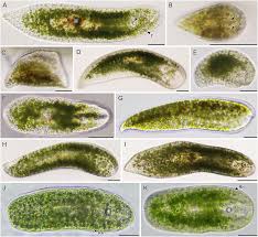 Image result for Microchloa altera