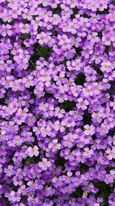 Description cup, aesthetics, hand, purple flower hd wallpaper is part of flowers category and wallpaper original resolution is 3777x4721. Purple Flowers Wallpaper Flower Wallpaper Purple Wallpaper