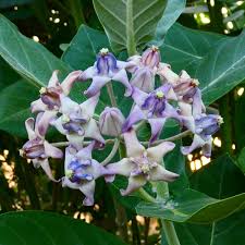 Image result for Calotropis gigantea