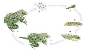 مراحل نمو الضفدع frog life cycles animals