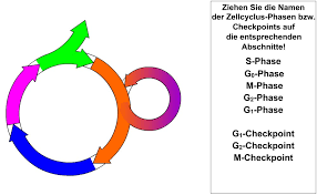 Zellzyklus Mitose Und Meiose Chemgapedia