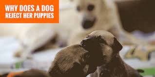 Cannibalism is rare in dogs, especially if the litter is birthed (whelped) in a home environment as opposed to a loud or crowded kennel. Mother Dog Rejecting Her Puppies Signs Causes And Solutions