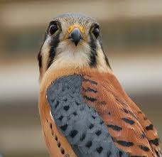 Michigan Birds Of Prey Pictures Haven T Seen Any Yet In 2012 American Kestrel Kestrel Animals Beautiful