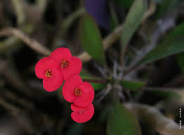 Image result for Euphorbia espinosa