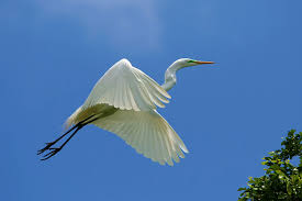 A beautiful white stork with black wings and a long neck and a long red beak stands on the green 10 Elegant And Graceful White Birds