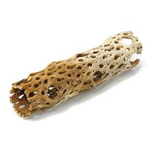 Just hide some treats into the holes of the cholla perches. Cholla Wood 15 Cm 3 5 Cm Aquasabi Aquascaping Shop