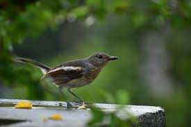 Juvenile oriental robin magpie birds have scaly brown upperparts and head. Sayan Kundu The Oriental Magpie Robin Juvenile Birds Facebook