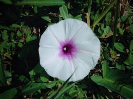 Image result for Ipomoea leucanthemum
