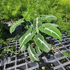 Image result for Syngonanthus wahlbergii