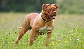 Dogue De Bordeaux Dog Breed Information