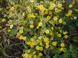 Image result for Pentanema