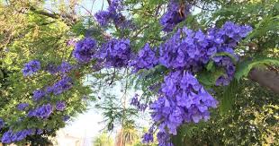 wilson s 生活市集部落格h 藍花楹 學名 jacaranda mimosifolia 藍花楹樹可長至5至15米高 樹皮薄 灰褐色 plants visiting places to visit