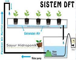 Pengertian Sistem Hidroponik Dft Penting Sistem Sayur Hidroponik Terbaru
