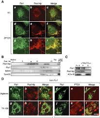 Check spelling or type a new query. Fis1 Dlp1 And Pex11p Coordinately Regulate Peroxisome Morphogenesis Sciencedirect