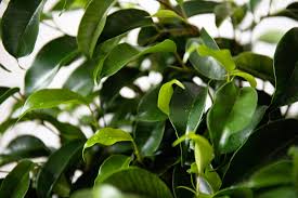 Image result for Ficus