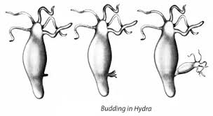 Pin On Ncert Solutions For Class 8 Science