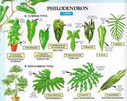 Philodendron Philodendron X Arbusto Herbacea Altura Ate 3 M Flores Variam Do Branco Ao Vermelho Verde Common House Plants Philodendron Plant Plants