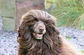 Portuguese water dogs are robustly built dogs, with a solid muscular body and distinctly webbed toes which benefit them for swimming. Portuguese Water Dog Breeds A To Z The Kennel Club