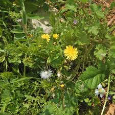 Image result for Endostemon tereticaulis