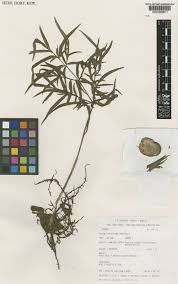 Image result for Gonatopus petiolulatus