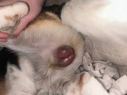 Image result for scrotum dog skin peeling