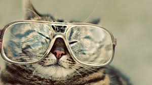 Your Title Here Hipster Cat Funny Cats Crazy Cats