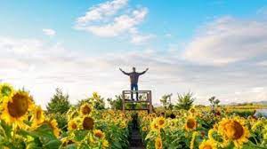 Bunga matahari adalah salah satu pilihan terbaik jika kamu ingin menghadirkan suasana yang membuat halaman terkesan lebih ceria. Berburu Spot Foto Cantik Di Kebun Bunga Matahari Kulonprogo Tribun Jogja