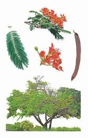 Delonix regia grows as a medium to large size tree up to 15 m in height and 1 meter in diameter often with buttresses at the tree base. Broad Leaved Trees And Shrubs Trees And Shrubs Delonix Regia Forest Flowers